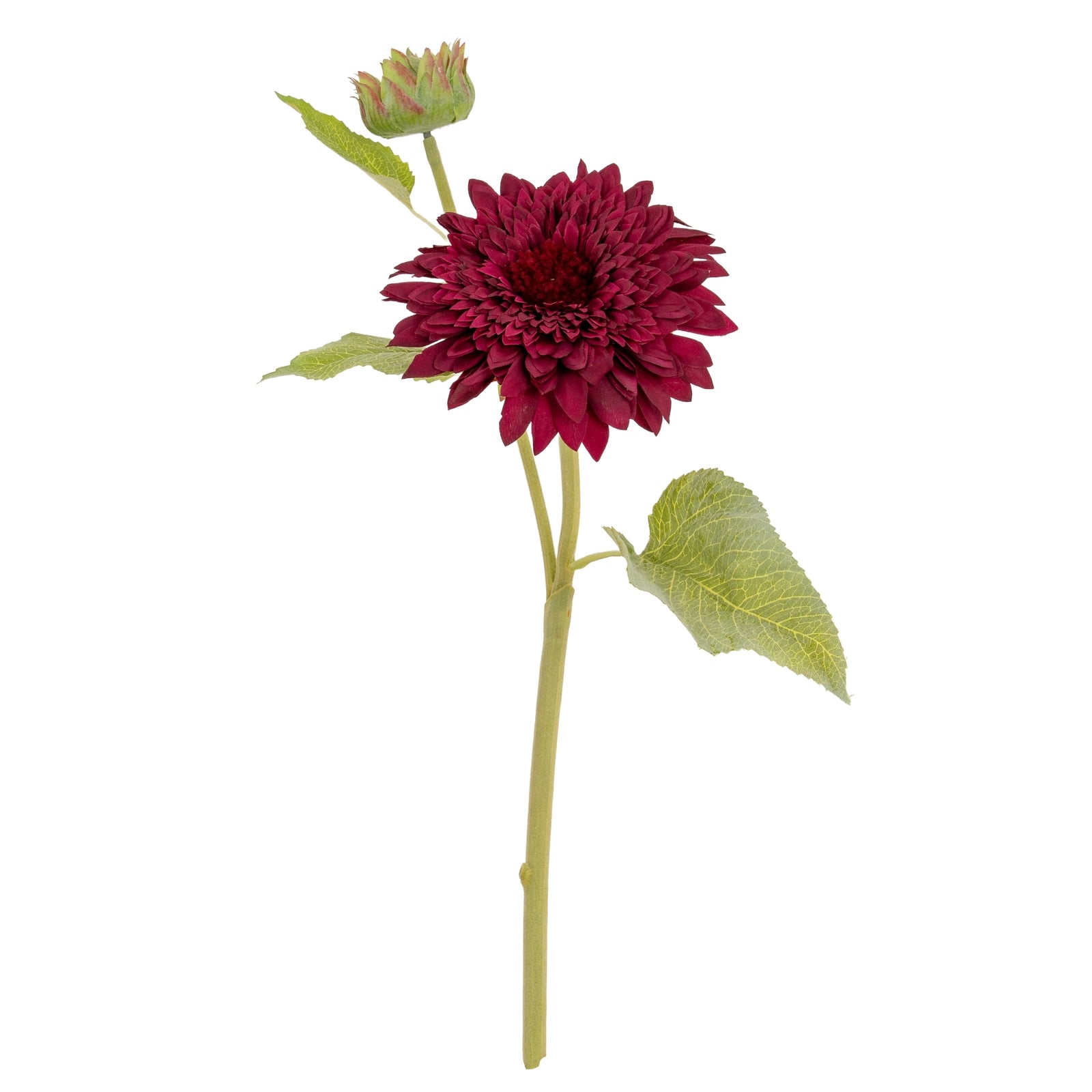 Dahlia Burgundy Raven Stem_4719