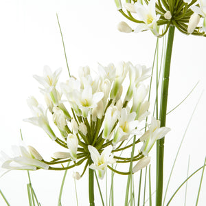 Agapanthus Plant In Pot_5793