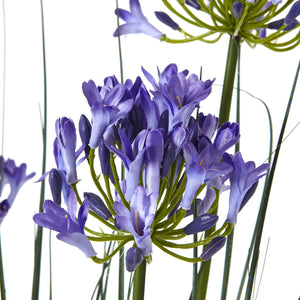 Agapanthus Plant In Pot_5018