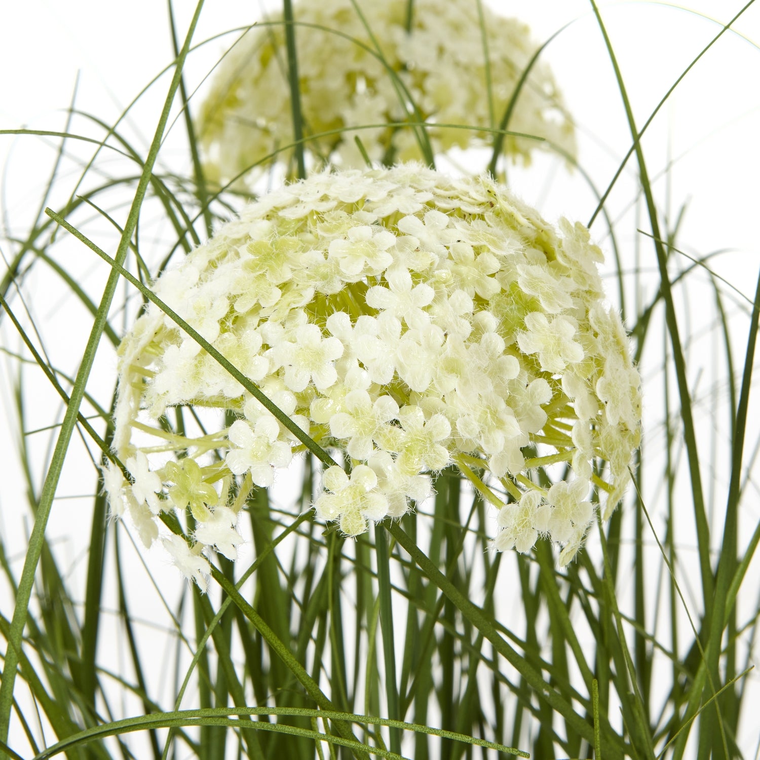 Large White Allium Plant In Pot_5106