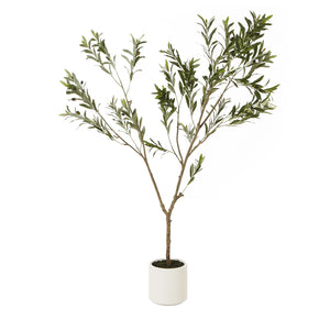 Apulia Olive Tree In White Pot_4360