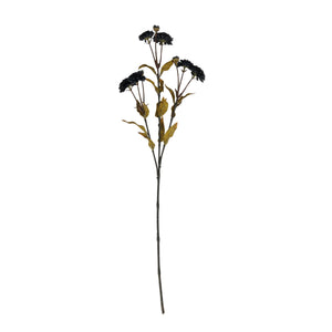 Black Chrysanthemum_4414