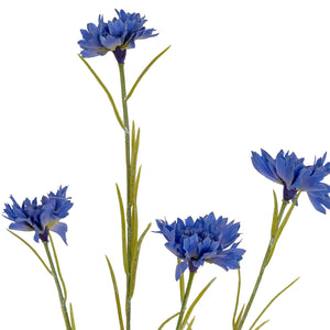 Blue Cornflower Stem_4440