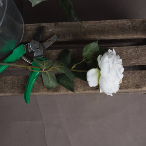 Blush Garden Rose_4457