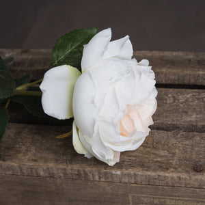 Blush Garden Rose_4458