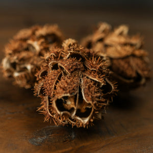Bouquet Of Dried Protea_4465