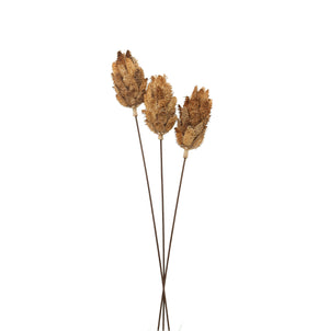 Bouquet Of Dried Protea_4463