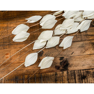 Bouquet Of Dried Thlaspi Arvense_4475