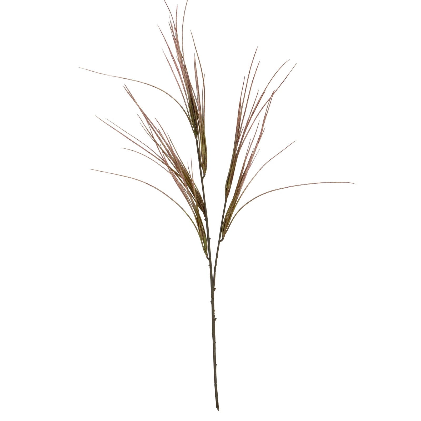Brome Grass Spray_4492