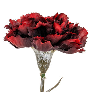 Carnation Stem_4516