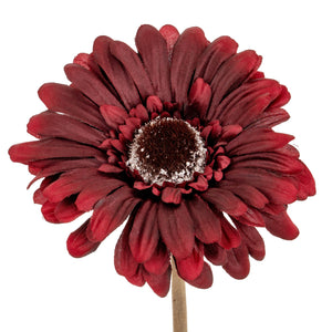Gerbera Stem_4524