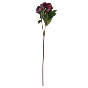 Burgundy Peony Rose_4529