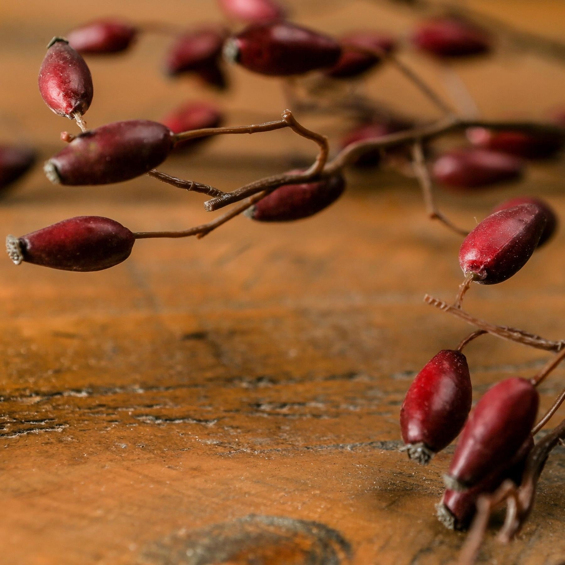 Burgundy Rosehip Stem_4532