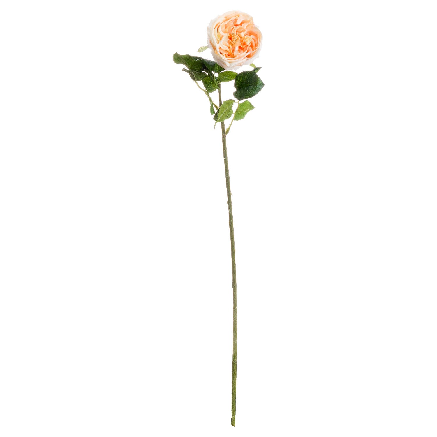 Butter Portland Rose_4542