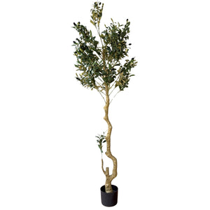 Calabria Olive Tree_4548