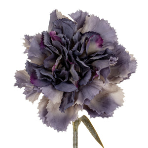 Carnation Stem_5423