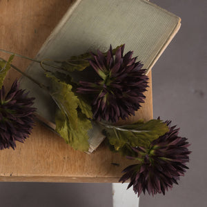 Chocolate Chrysanthemum_4559
