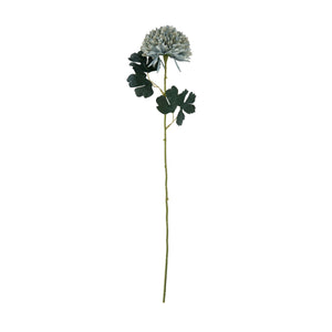 Pale Green Blue Chrysanthemum_5325