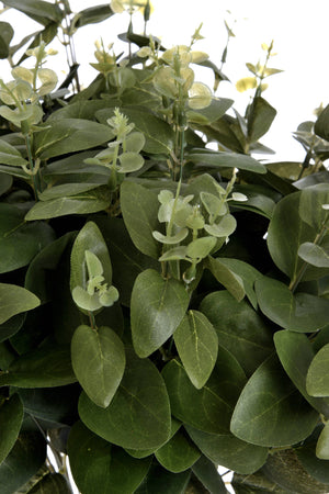 Cineraria Eucalyptus Spray_4568