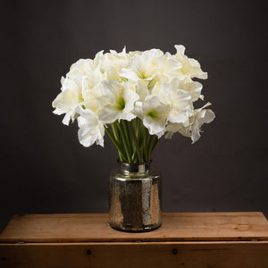 Classic White Amaryllis Flower_4569