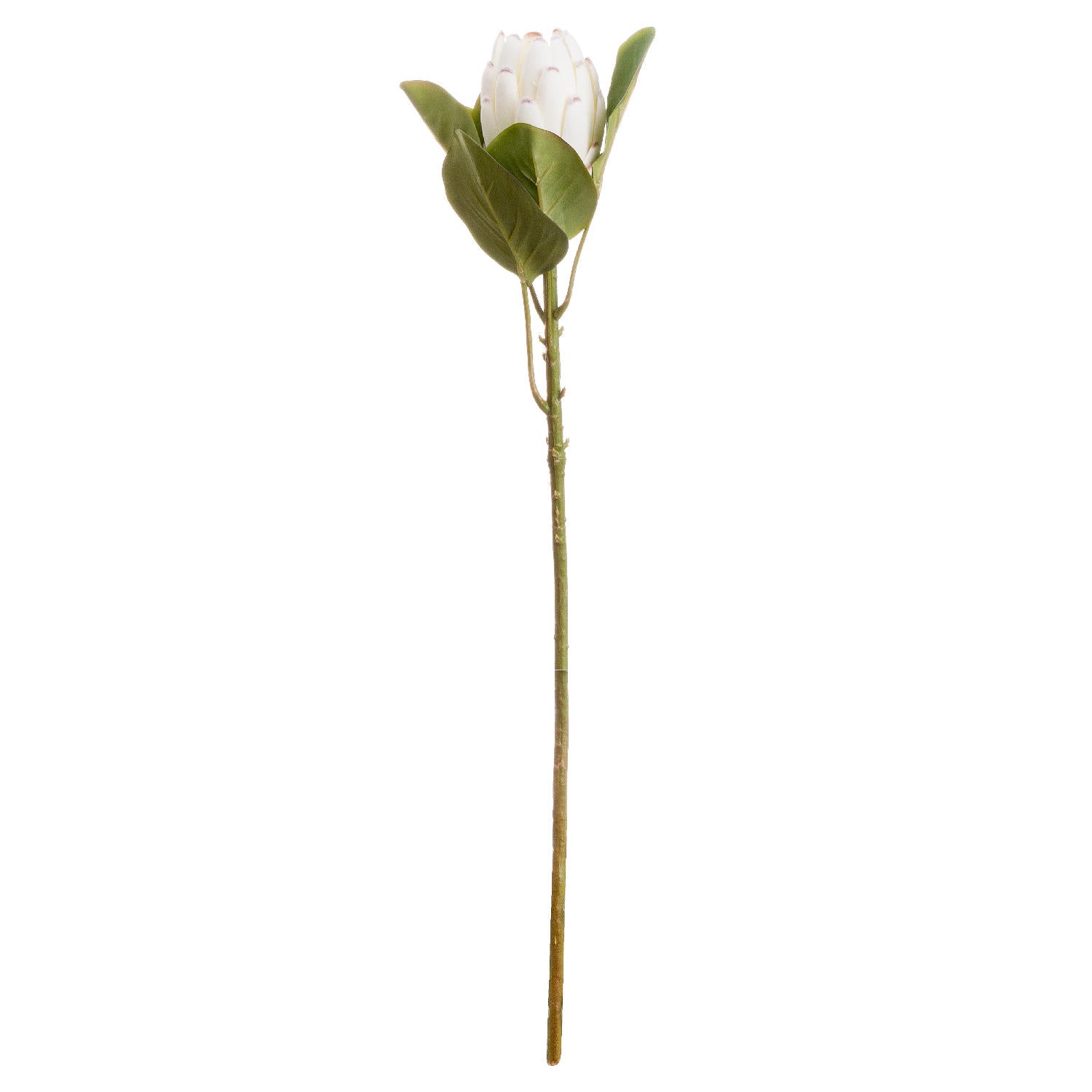 Closed White Protea_4579
