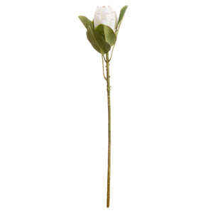 Closed White Protea_4579