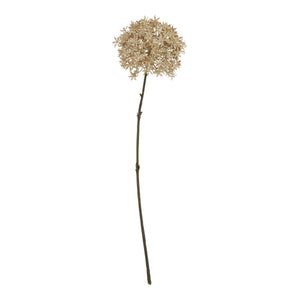Coffee Allium_4582