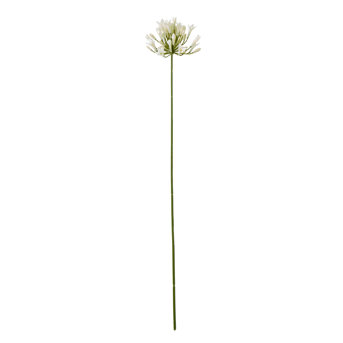 Cream Agapanthus Spray_4585