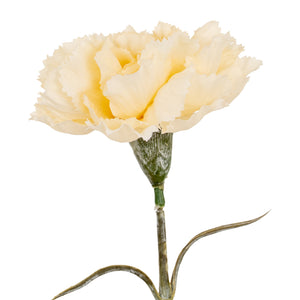 Carnation Stem_4609