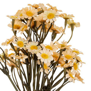 Daisy Bunch_4619