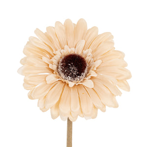 Gerbera Stem_4627