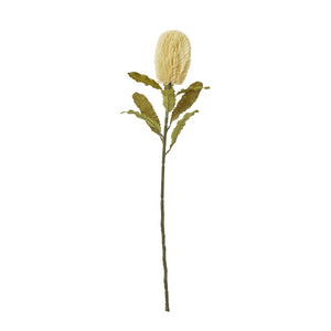 Large Banksia Serrata Stem_5036