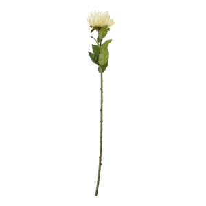 Protea Lorea Stem_4671
