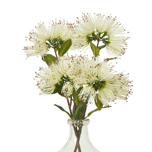 Cream Protea Nitida Spray_4678