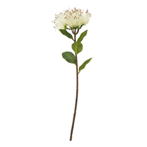 Cream Protea Nitida Stem_4679