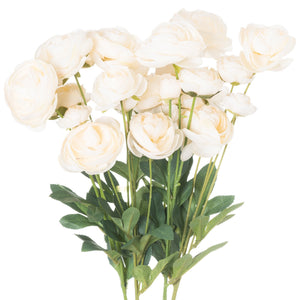 Ranunculus_4684