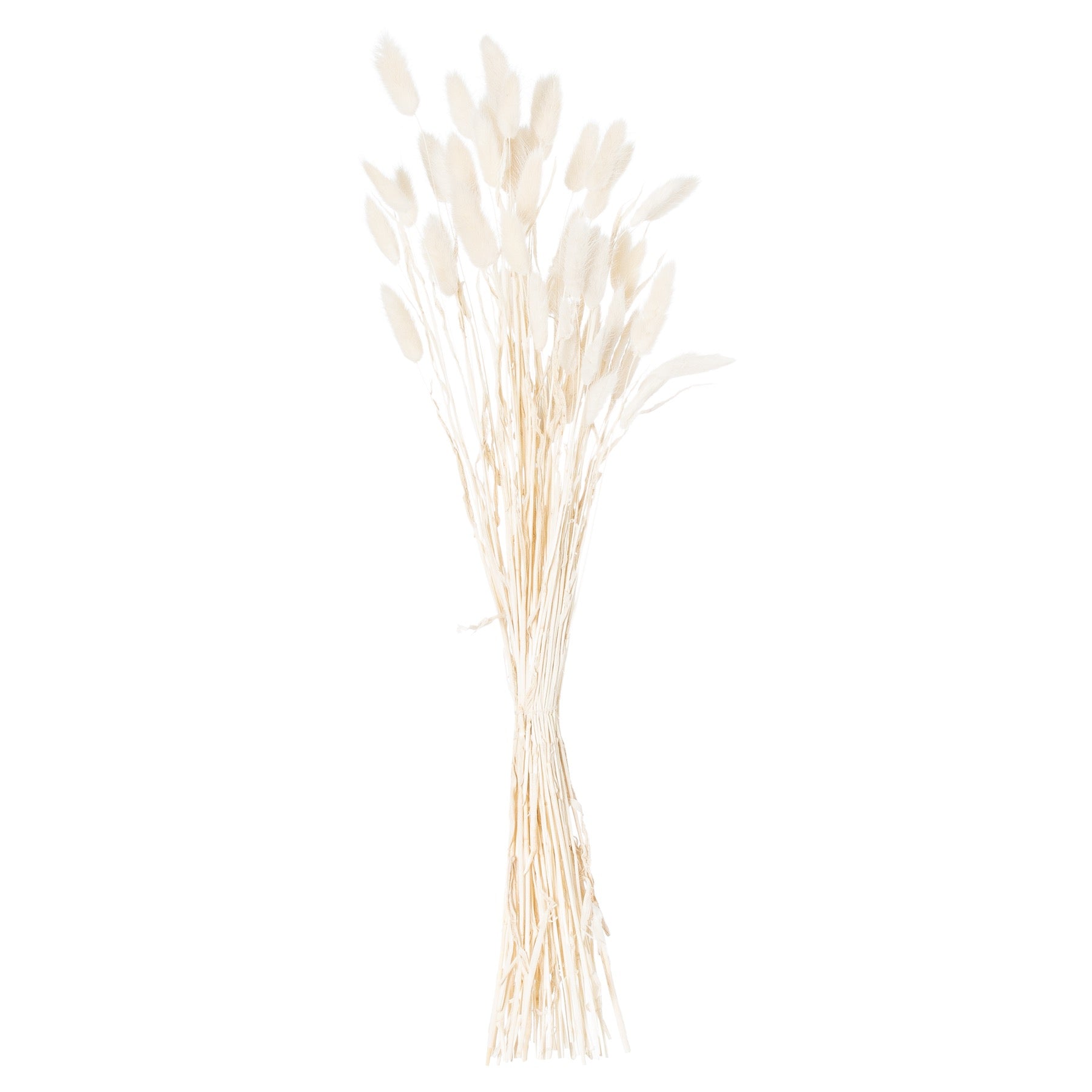 Dried White Bunny Tail Bunch Of 60_4750