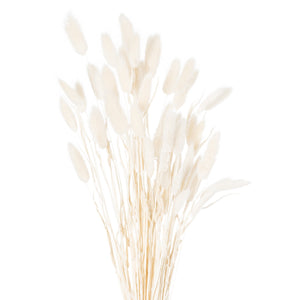 Dried White Bunny Tail Bunch Of 60_4749