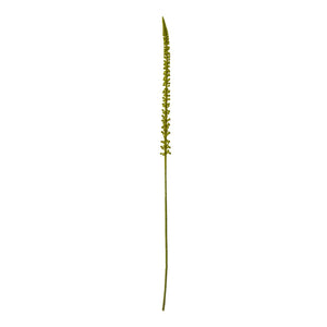 Eremurus Stem_4897