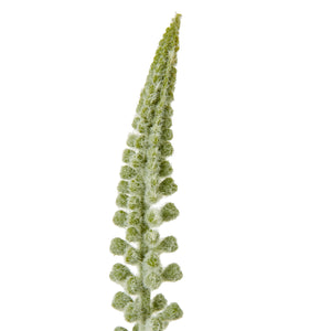 Eremurus Stem_5832