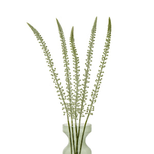 Eremurus Stem_5833