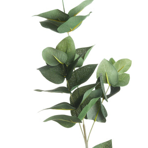 Eucalyptus Filler_4774