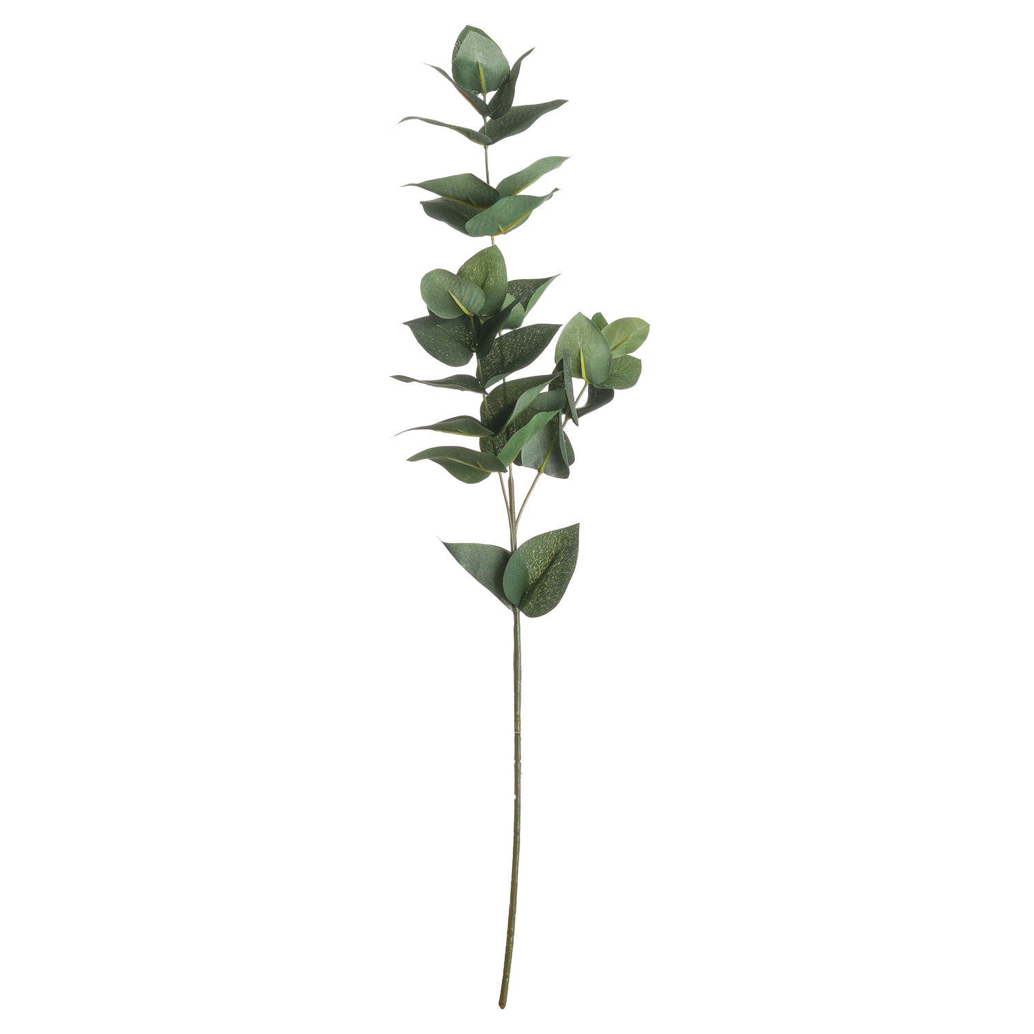 Eucalyptus Filler_4773