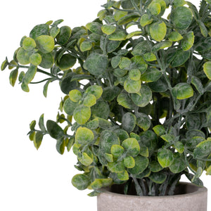 Eucalyptus Plant In Stone Effect Pot_1675
