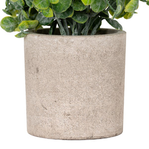 Eucalyptus Plant In Stone Effect Pot_1676