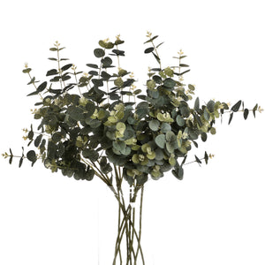 Eucalyptus Spray_4785