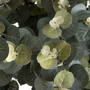 Eucalyptus Spray_4786