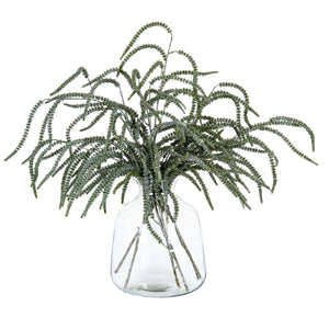 Festive Amaranthus_1702