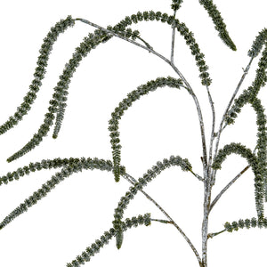Festive Amaranthus_1700