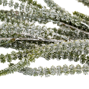 Festive Amaranthus_1701